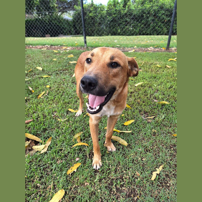 Photo of Archie