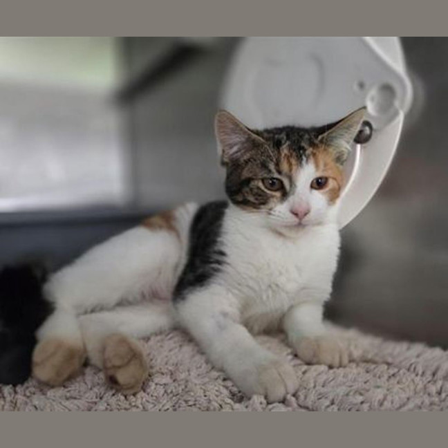 Photo of Kiki