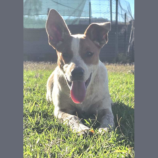Photo of Bandit
