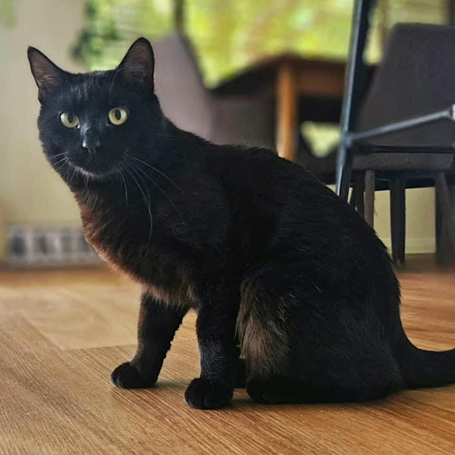 Photo of 11123   Henry