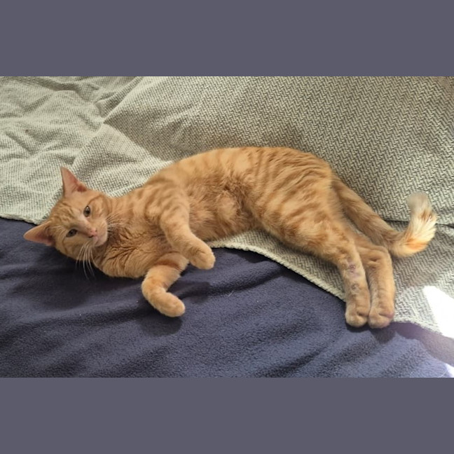 Photo of Alfie