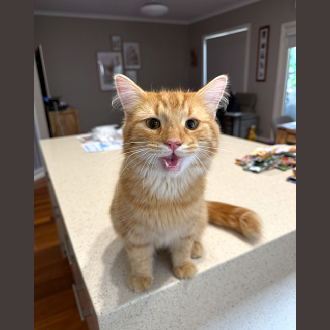 Photo of Alfonzo