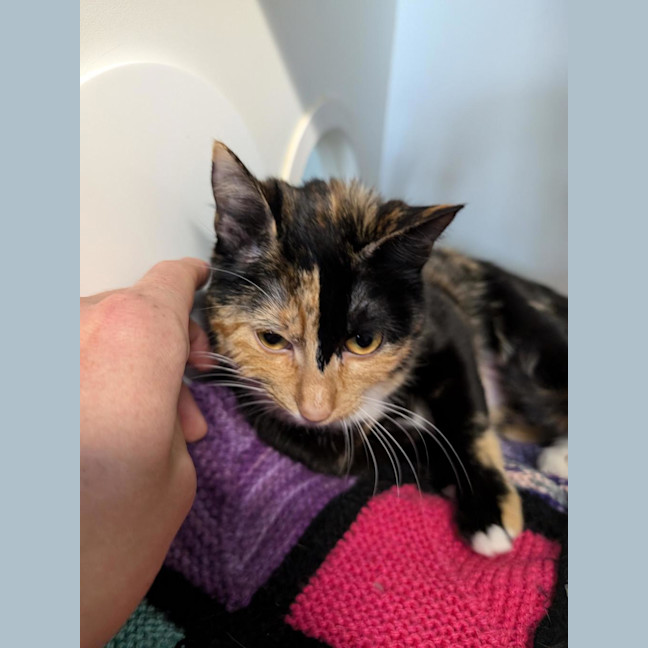 Photo of Chickpea