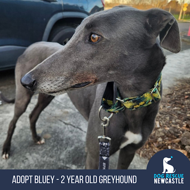 Photo of Bluey   2 Year Old Greyhound