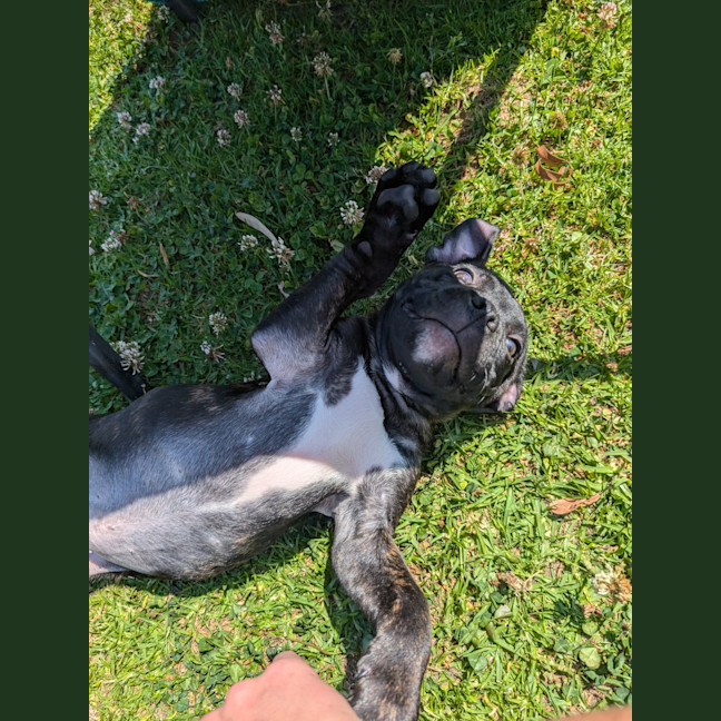 Photo of Richard (Arlo)