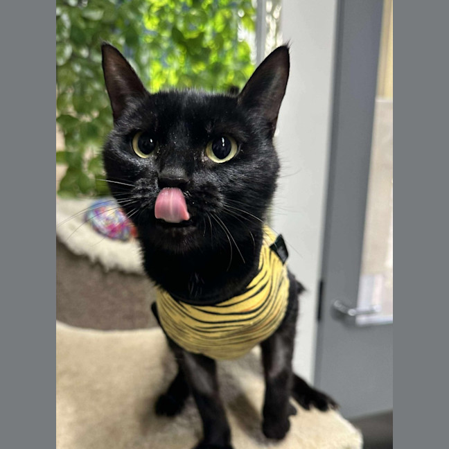 Photo of 🍱 Inari 6303 🍱