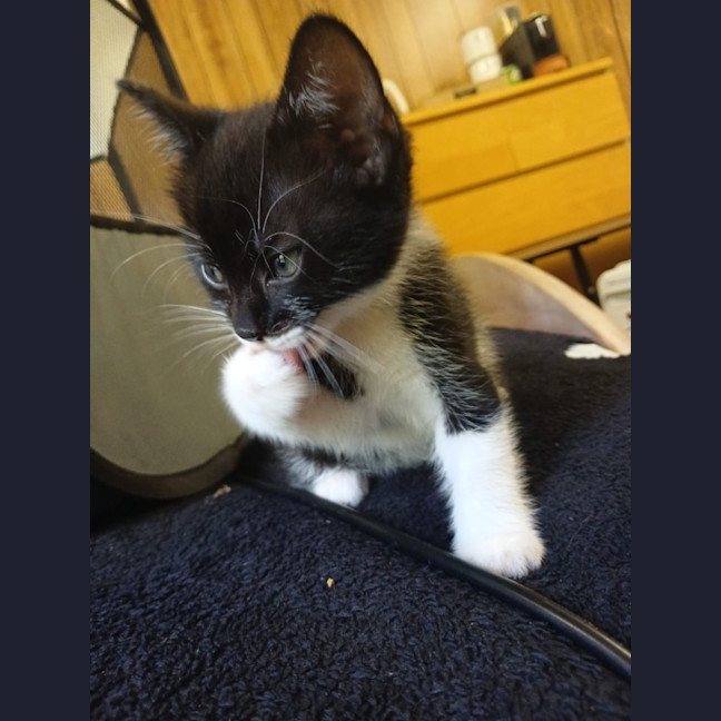Photo of Neko