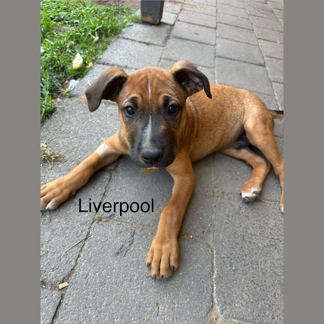 Photo of 🏘️ English Streets Litter (Part 1) 🏘️