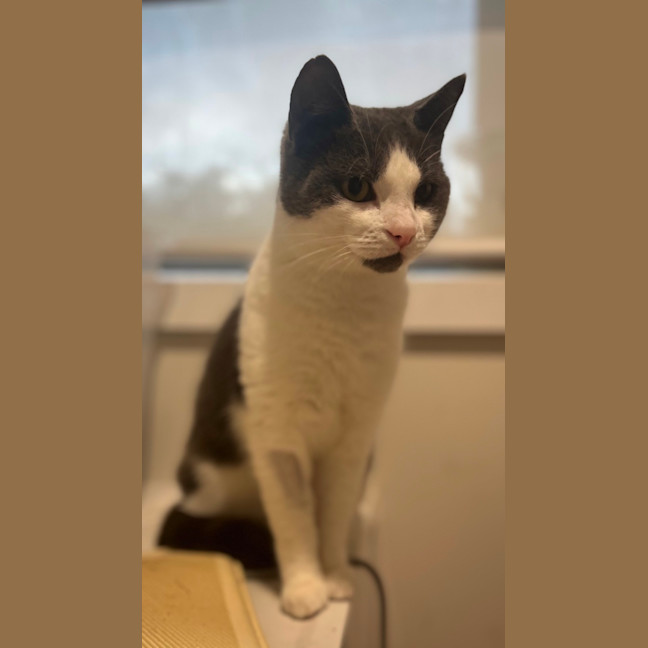 Photo of Puffball