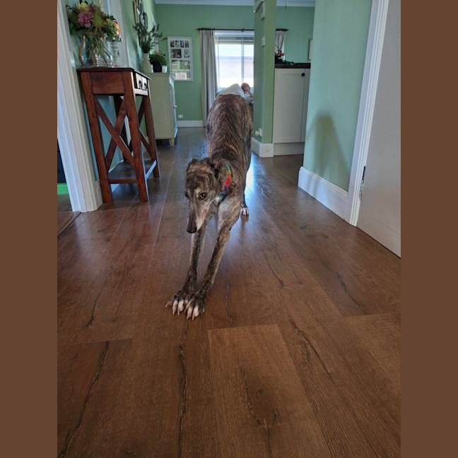 Photo of Lila, The Greyhound