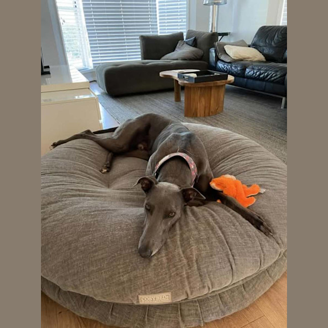 Photo of Appy, The Rescue Greyhound