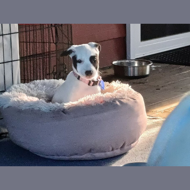 Photo of Nieve   4 Month Old Mixed Breed
