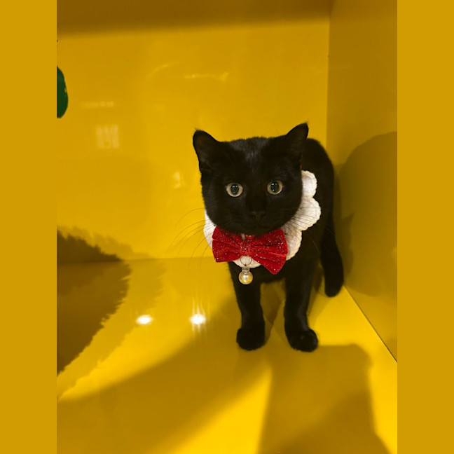 Photo of Binkus Mc Stinkus