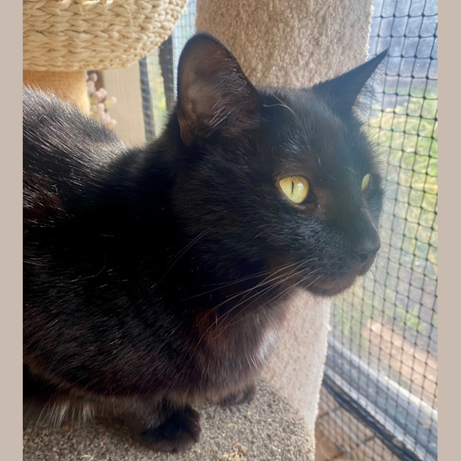 Photo of Batman Black