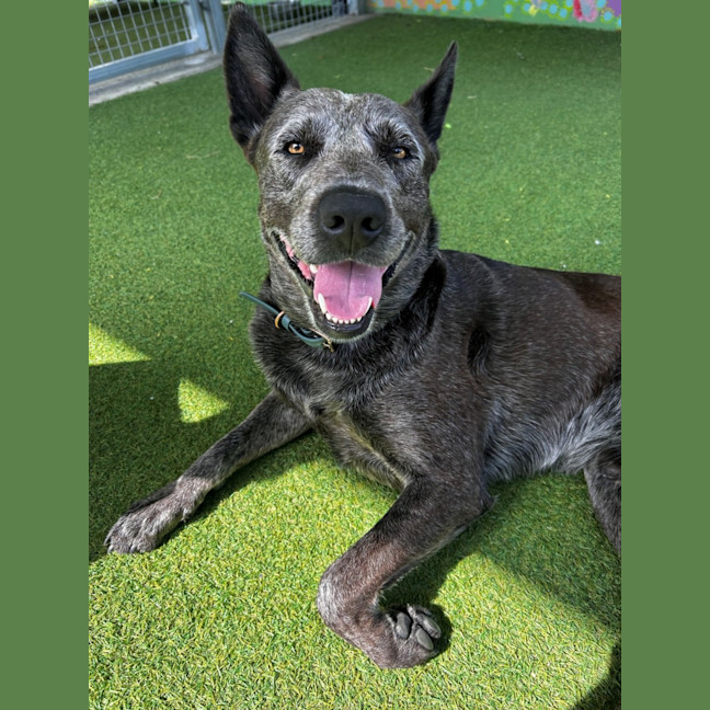 Photo of D1046 Diesel