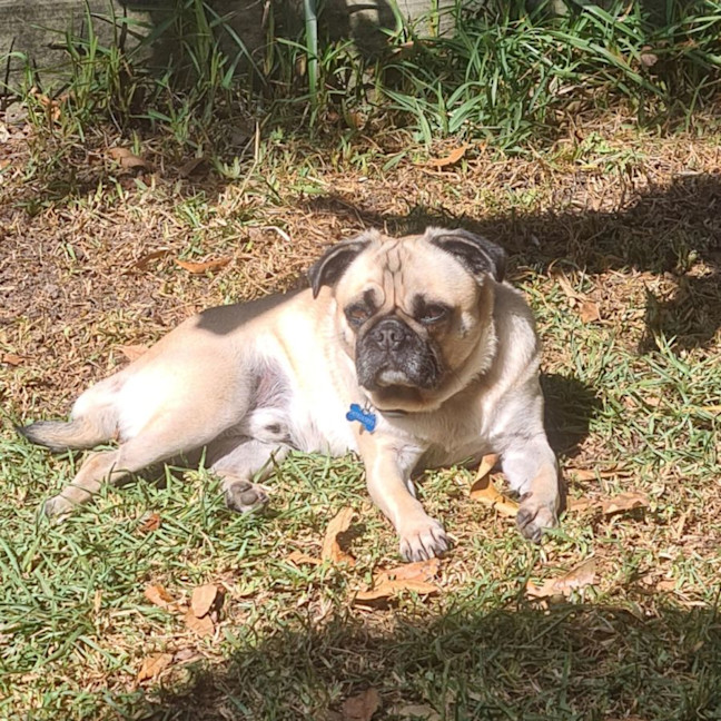 Photo of Marley