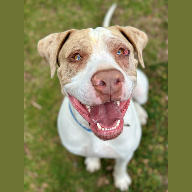 Photo of Freckle