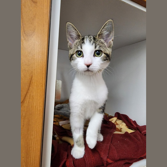 Photo of Hot Honey Mc Crispy 🐈