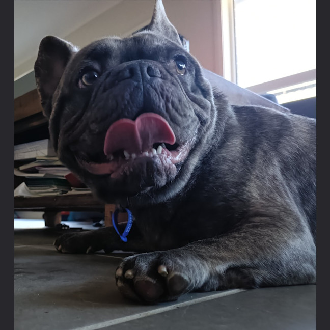 Photo of Douglas   2 Year Old French Bulldog X Pug