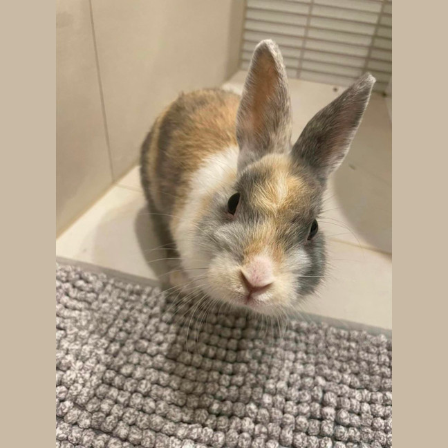 Photo of Bonza Bounca