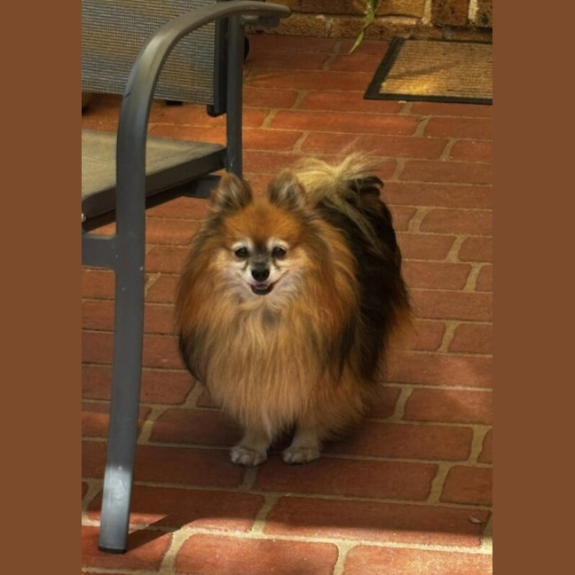 Photo of Chewbacca