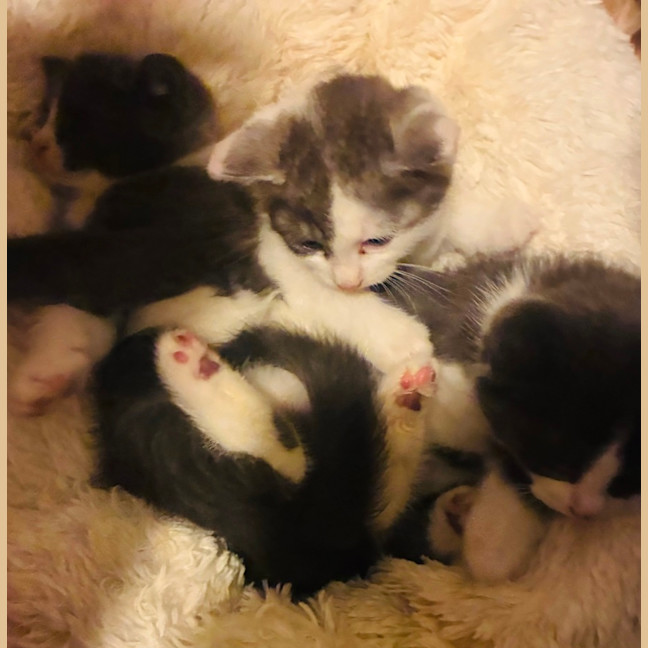 Photo of Penguin And Juniper