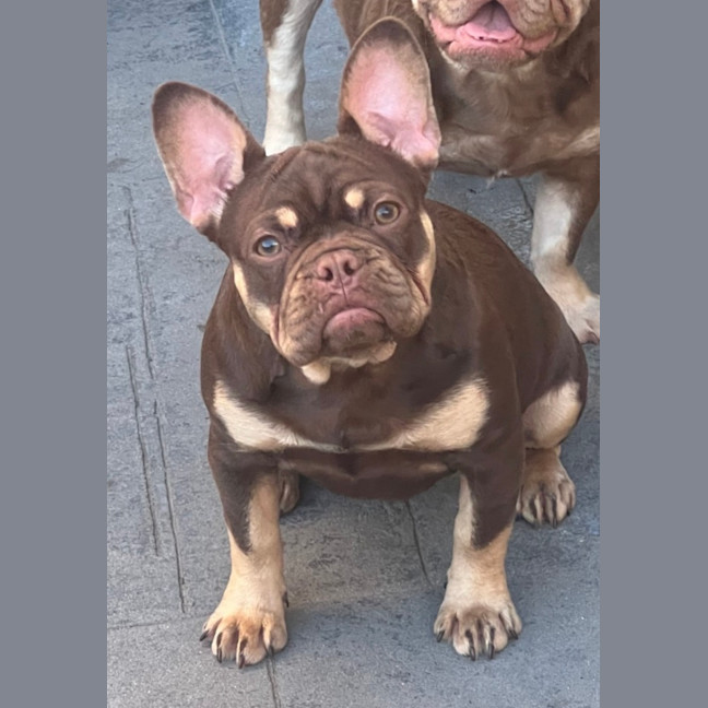 Photo of Coco