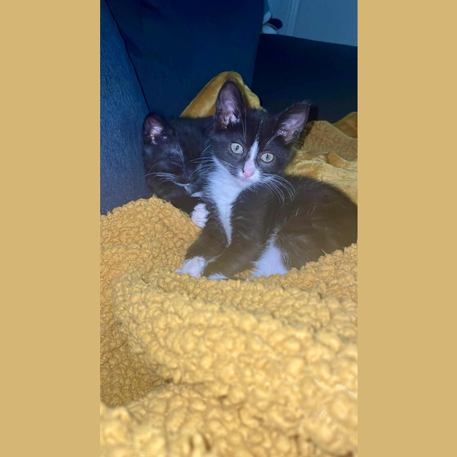 Photo of Sylvester And Frankie 