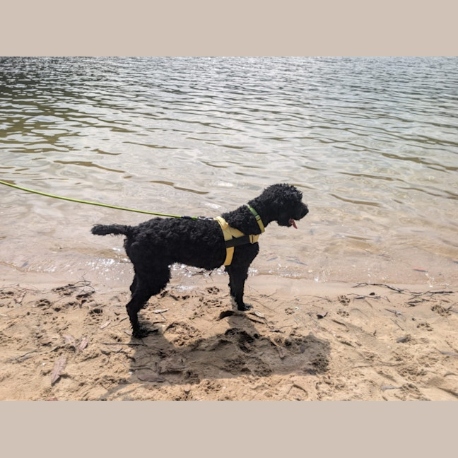 Photo of Tello   1 Year Old Poodle