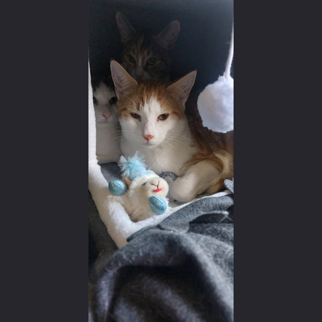 Photo of Genji