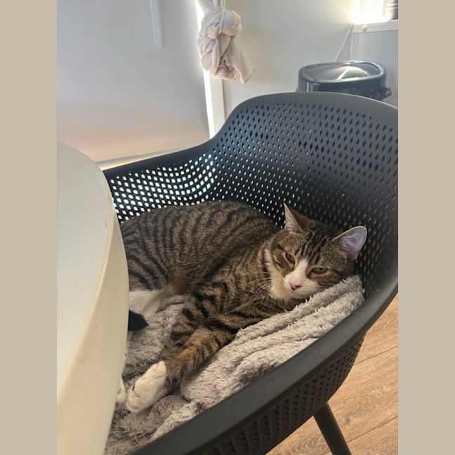 Photo of Normie 💙