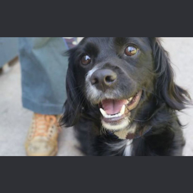 Photo of Bear