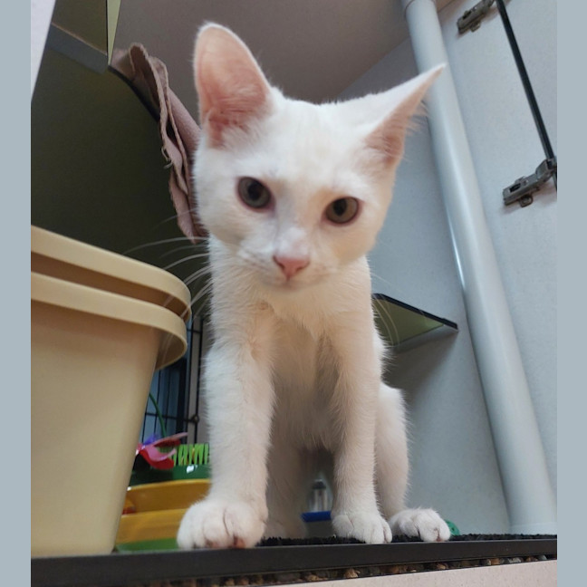 Photo of Gideon