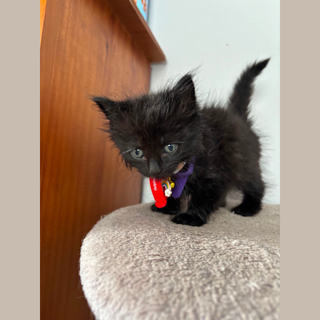 Photo of Lavakite   ( Fluffy)