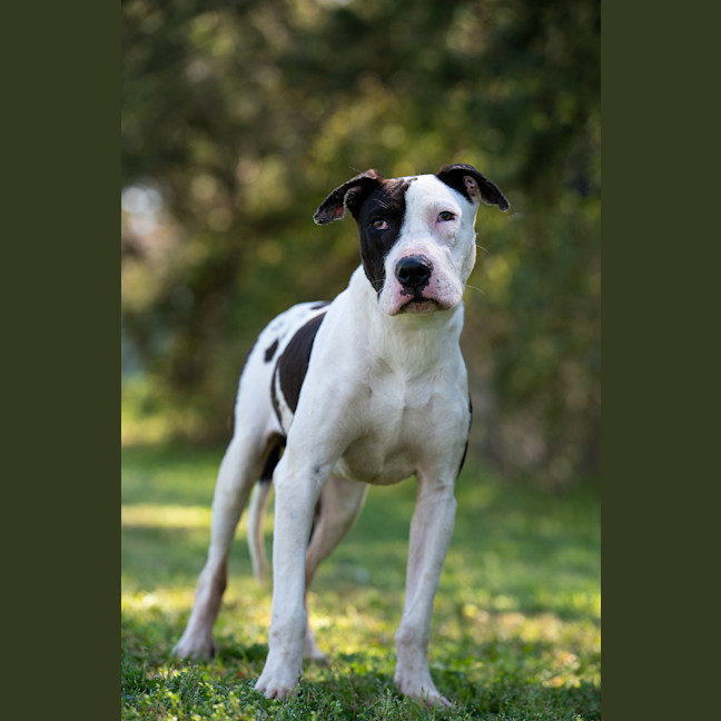 Photo of Ace