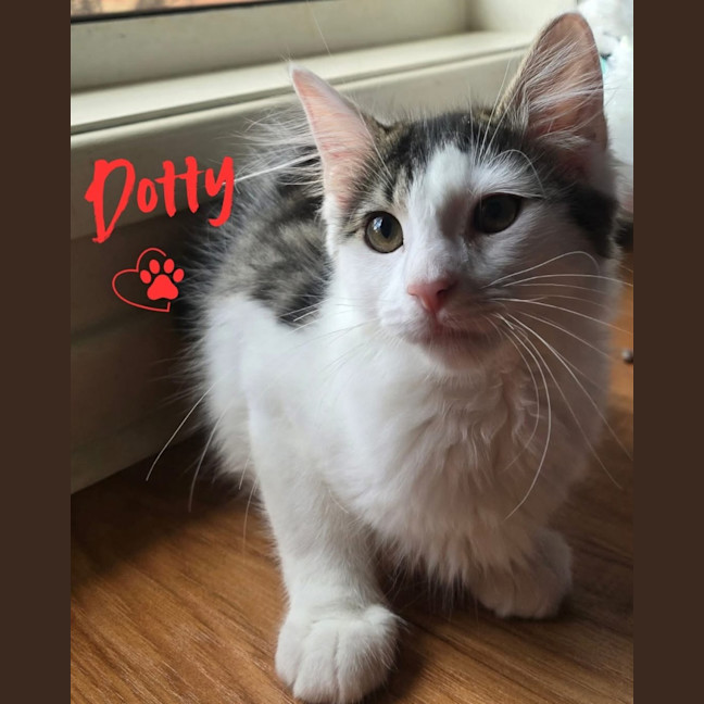 Photo of Dotty
