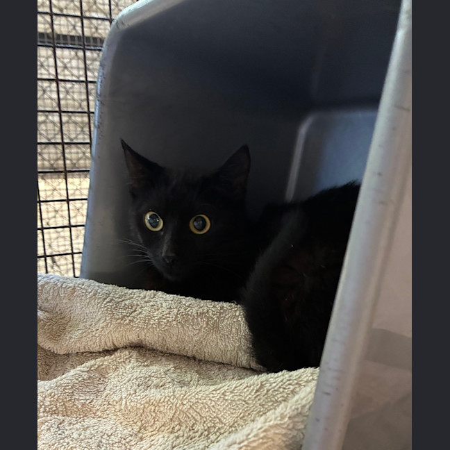 Photo of Raven