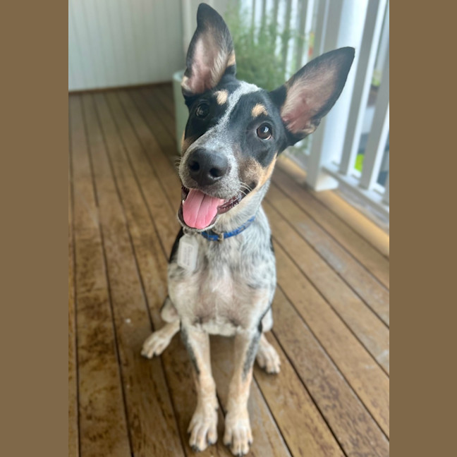 Photo of Tallulah