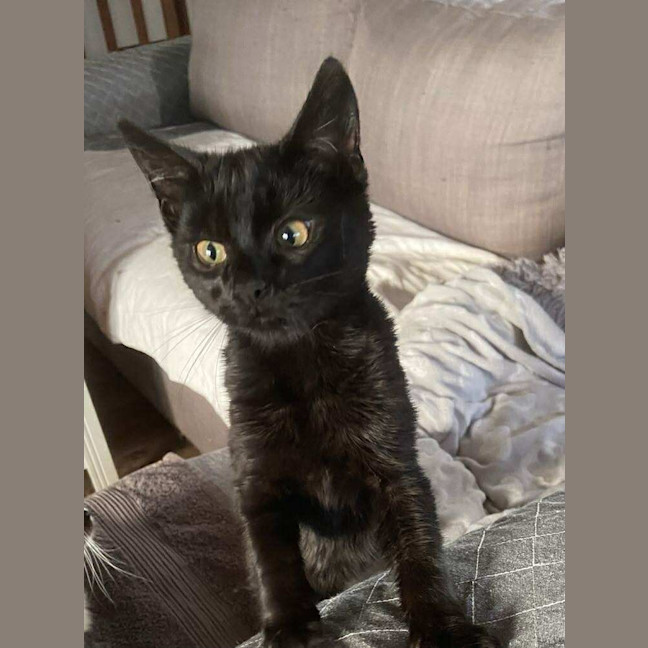 Photo of Pickles
