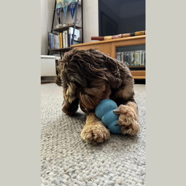 Photo of Ned   4 Year Old Labradoodle X Spoodle (Trial)