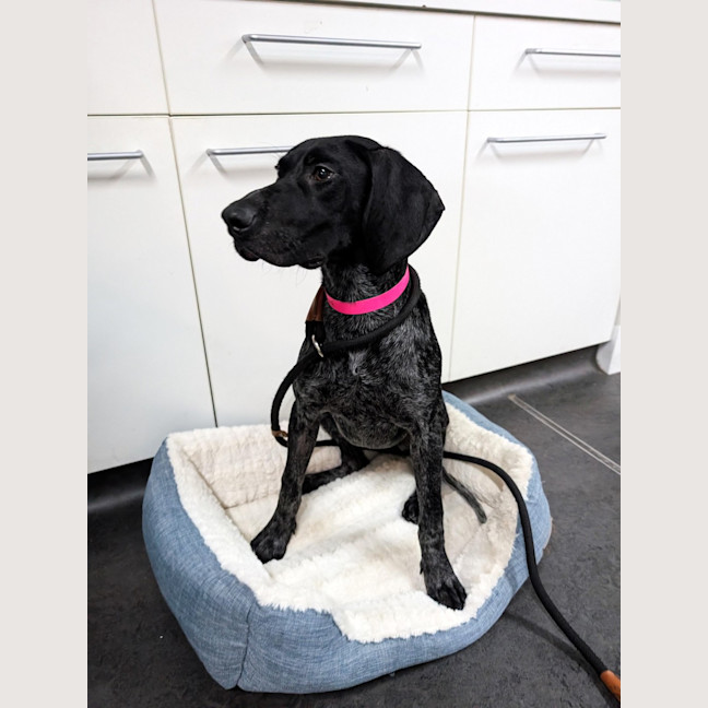 Photo of Ruby
