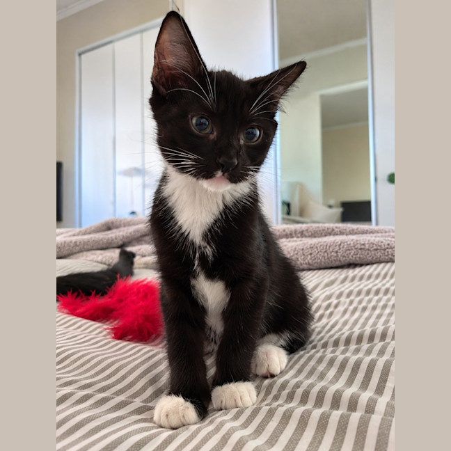 Photo of Juno