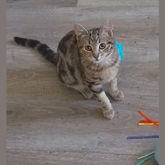 Photo of Linus