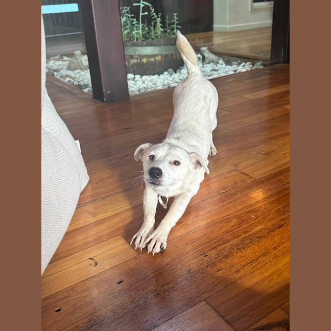 Photo of Flossy