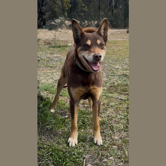 Photo of Rusty