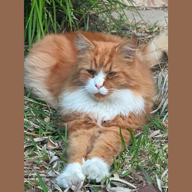 Photo of 🦁 Leo 🦁 