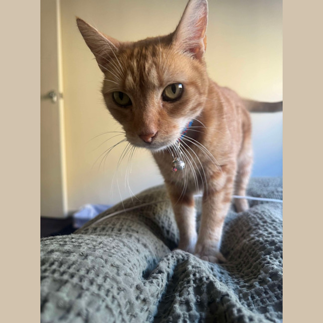 Photo of Felix