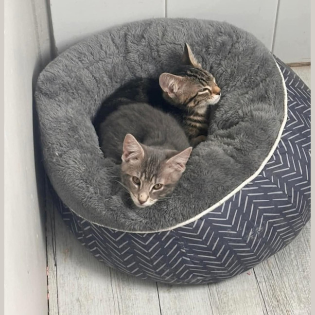 Photo of Joey & Nicky