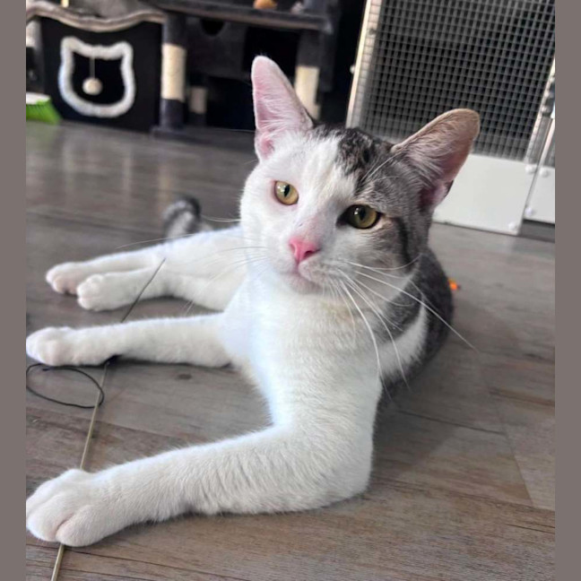 Photo of Coconut