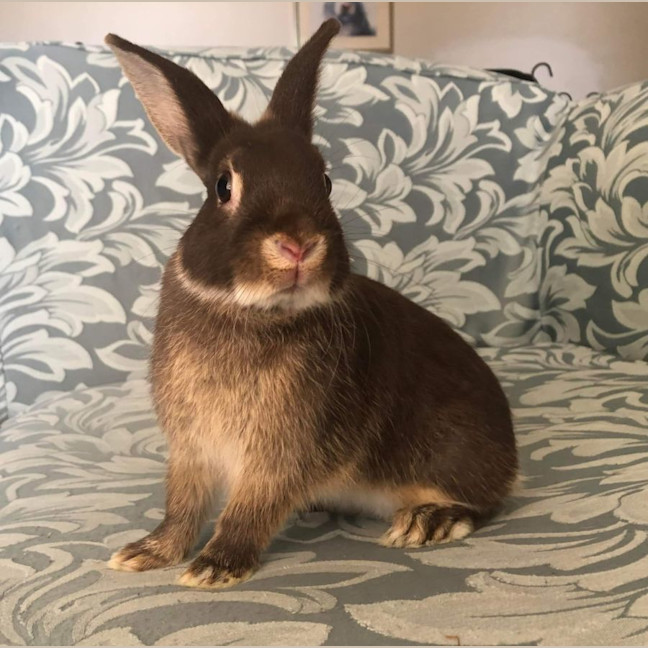 Photo of 🐰Bean & Peach🐰(Located In Hampton Park))
